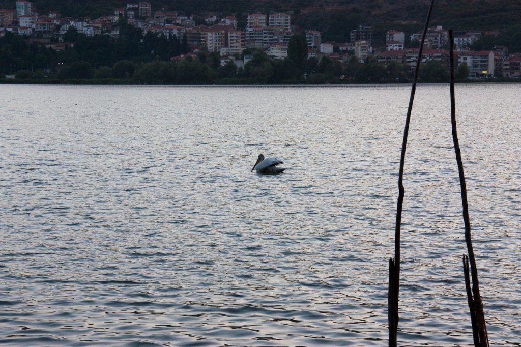 IMG_2368